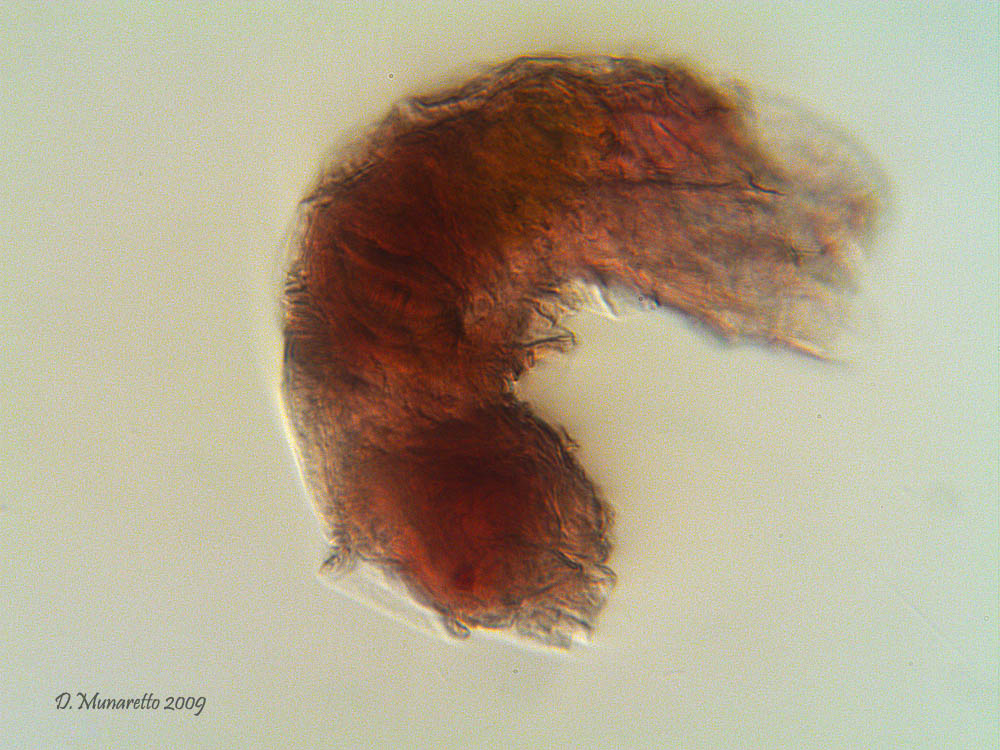 Larva di Rotifero...